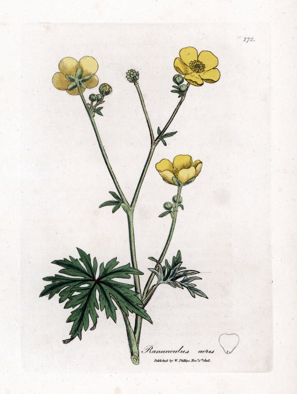 Butterblume oder Goldknopf - Wiesen-Butterblume, Ranunculus acris. Handkolorierte Kupferstichgravur aus einer botanischen Illustration von James Sowerby aus William Woodville und Sir William Jackson Hooker