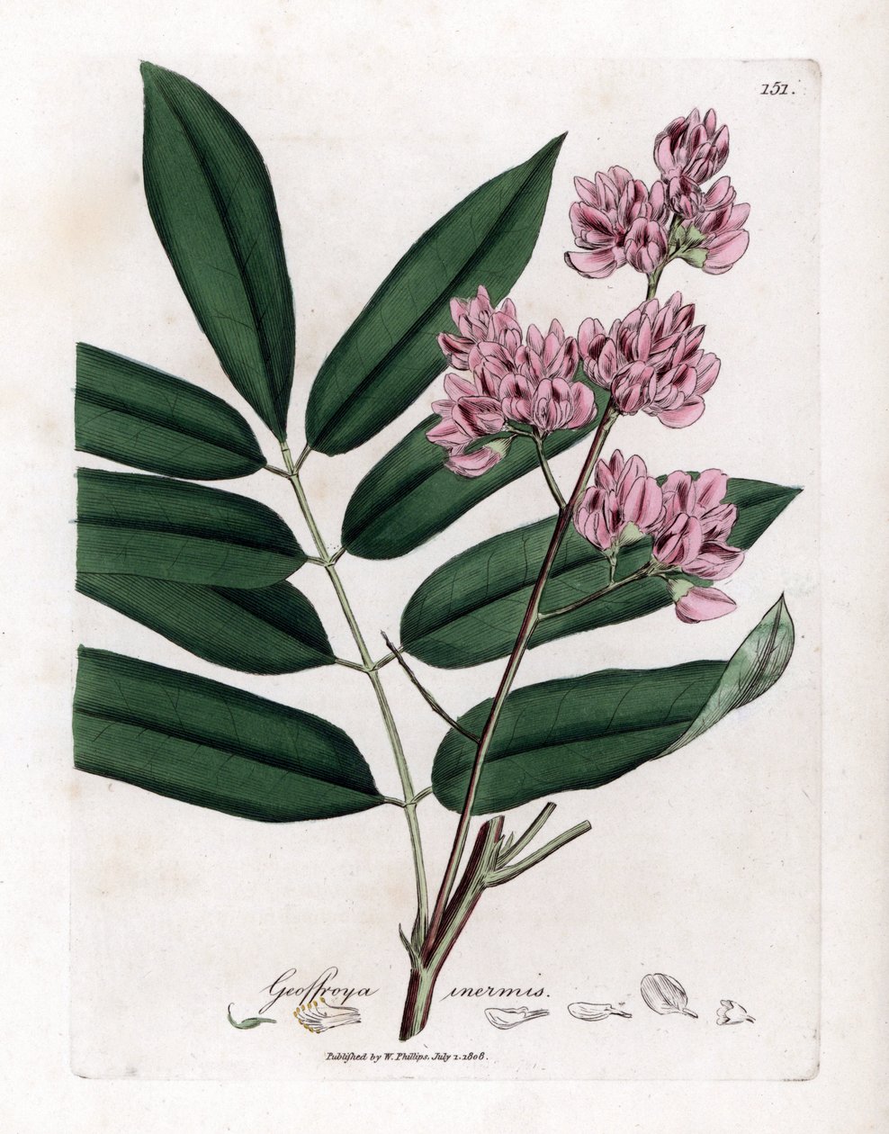 Cabbage Tree, Andira inermis von James Sowerby