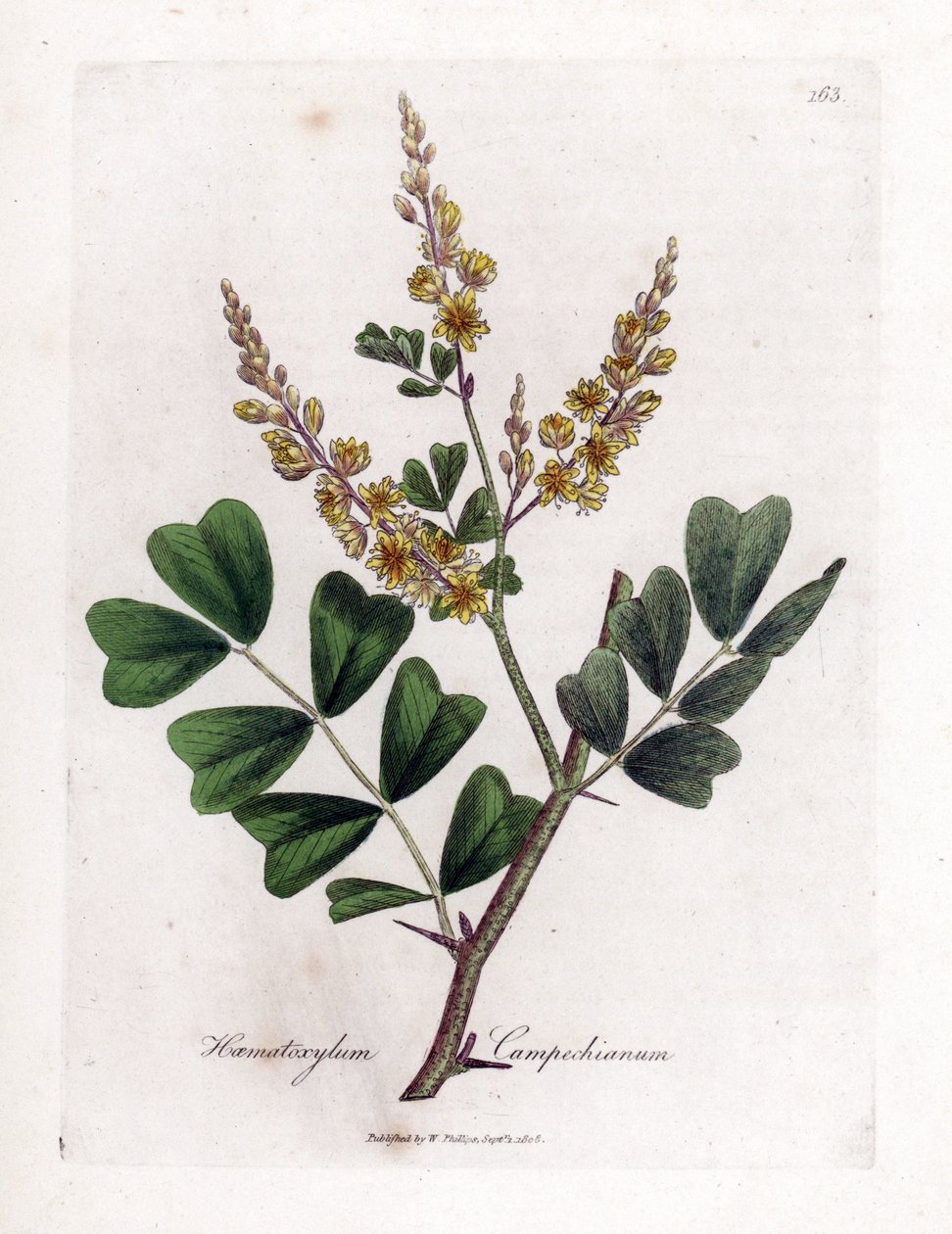 Campeche oder Campeche-Holz - Blauholz, Haematoxylum campechianum. Handkolorierte Kupferstich-Illustration von James Sowerby aus William Woodville und Sir William Jackson Hookers „Medical Botany“, John Bohn, London von James Sowerby