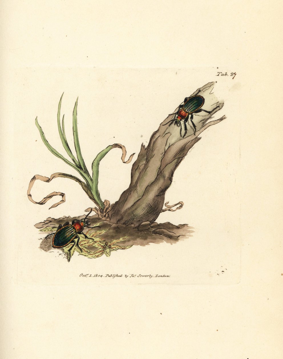 Carabus nitens Käfer. Handkolorierter Kupferstich von James Sowerby aus The British Miscellany, oder Coloured figures of new, rare, or little known animal subjects. von James Sowerby