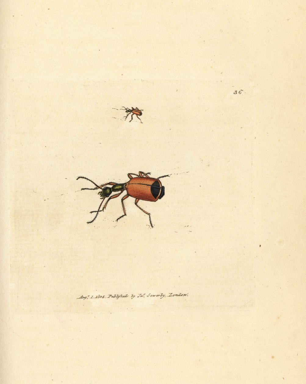 Carabus rotundicollis Käfer. Handkolorierter Kupferstich von James Sowerby aus The British Miscellany, or Coloured figures of new, rare, or little known animal subjects von James Sowerby