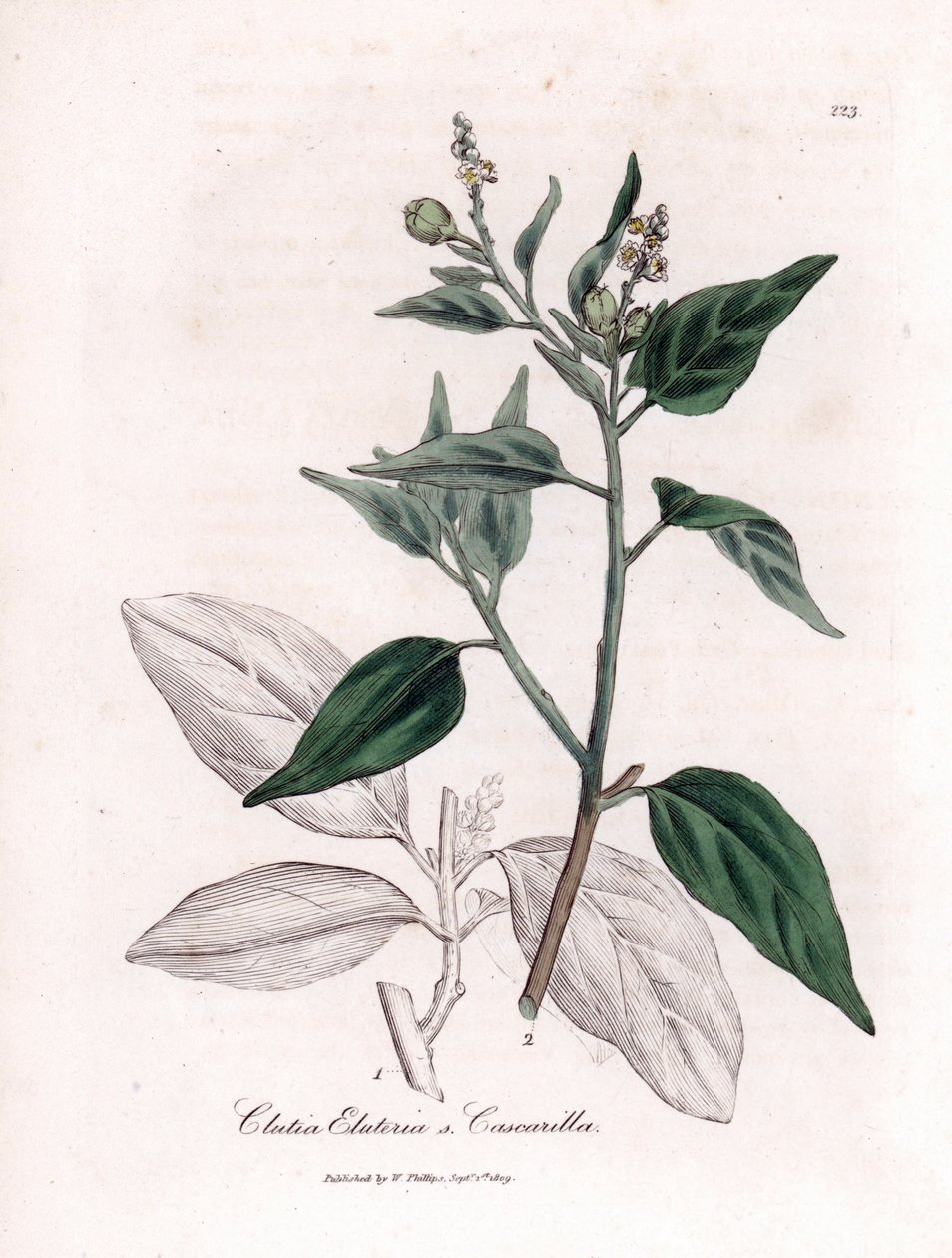 Cascarilla, Croton eluteria von James Sowerby