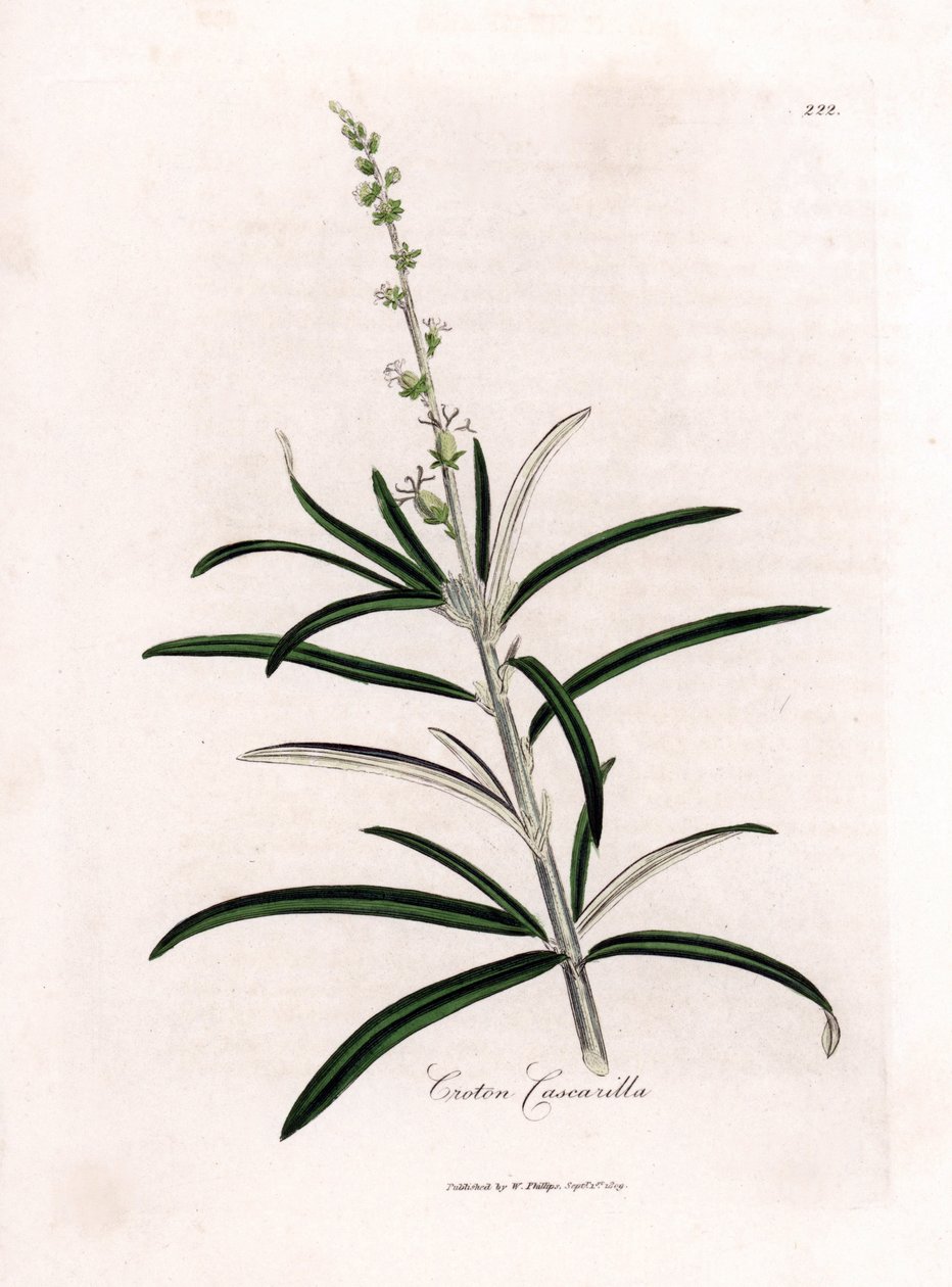 Cascarille officinale oder Weichholz oder falscher Chinarindenbaum - Cascarilla, Croton eluteria von James Sowerby