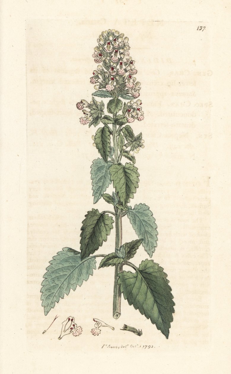 Katzenminze, Nepeta cataria von James Sowerby