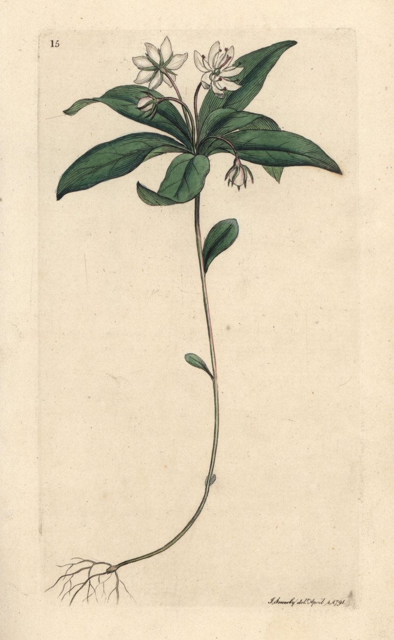 Sternmiere, Lysimachia europaea von James Sowerby