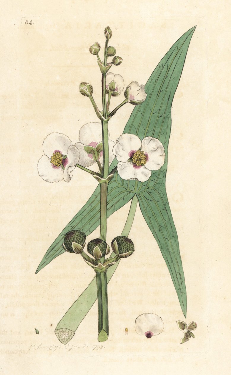 Gewöhnlicher Pfeilkraut, Sagittaria sagittifolia. Handkolorierter Kupferstich nach einer Illustration von James Sowerby aus James Smiths English Botany, London von James Sowerby