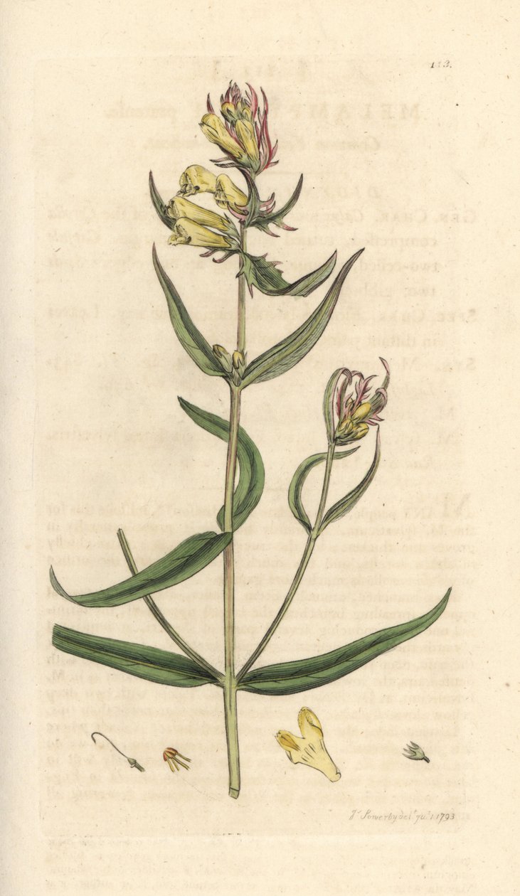 Wiesen-Wachtelweizen, Melampyrum pratense von James Sowerby