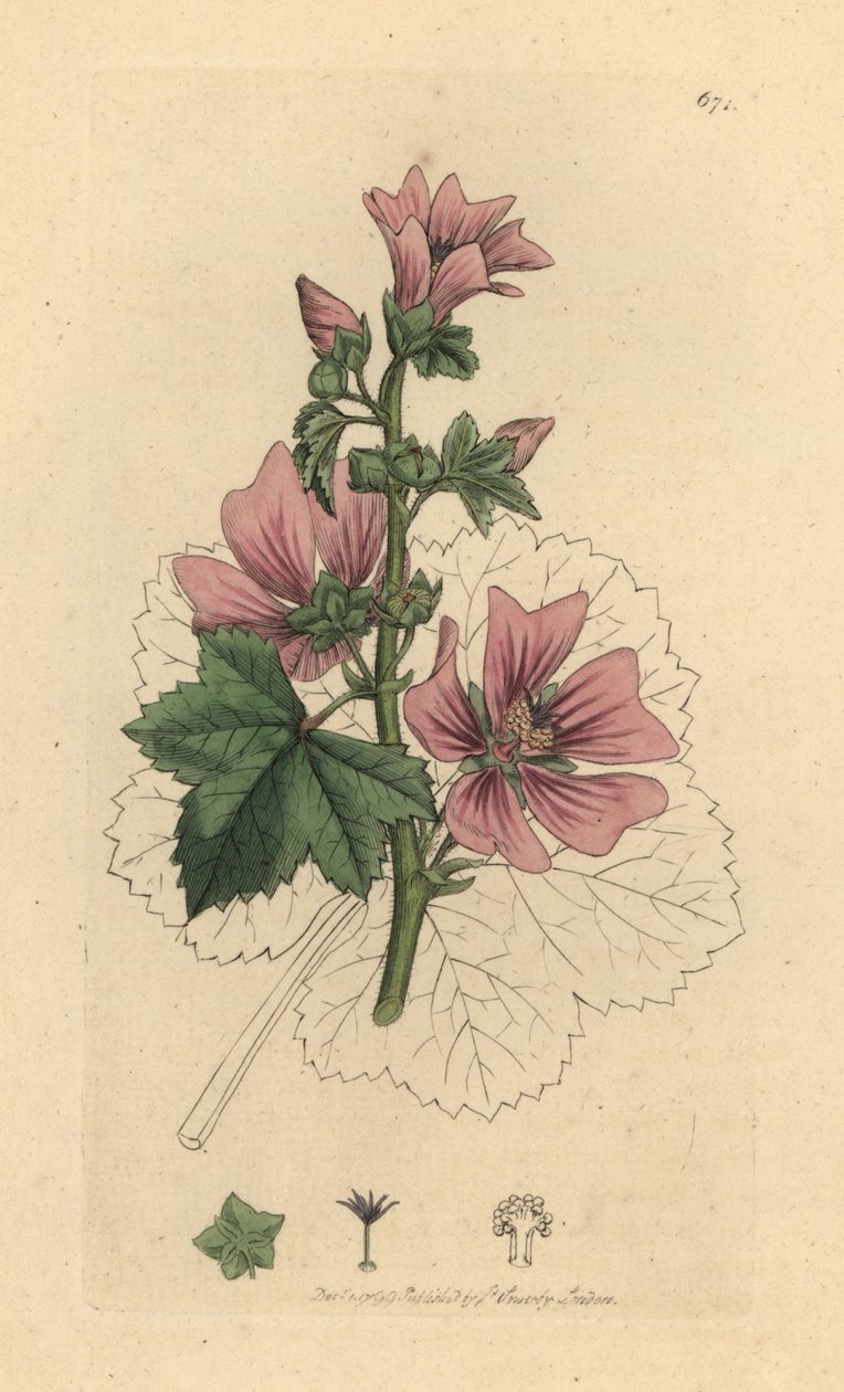 Gemeine Malve, Malva sylvestris Handkolorierte Kupferstichgravur nach einer Zeichnung von James Sowerby für James Smiths English Botany von James Sowerby