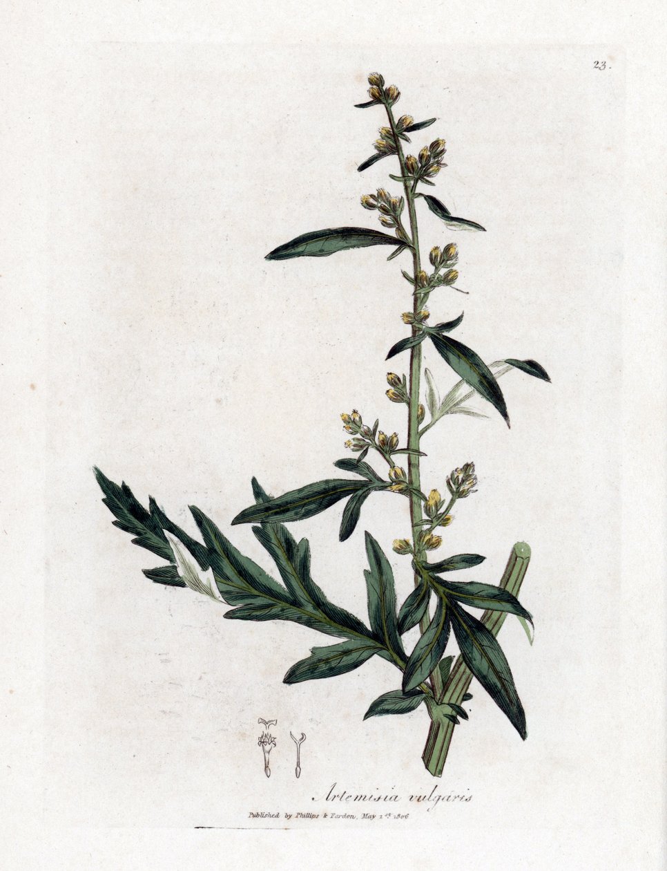 Gemeiner oder vulgärer Beifuß - Beifuß, Artemisia vulgaris. Handkolorierte Kupferstichgravur von James Sowerby aus William Woodville und Sir William Jackson Hooker