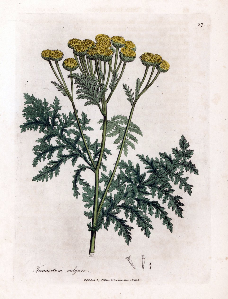 Gemeine Rainfarn oder Spritzwasser - Rainfarn, Tanacetum vulgare. Handkolorierte Kupferstichgravur von James Sowerby aus William Woodville und Sir William Jackson Hooker