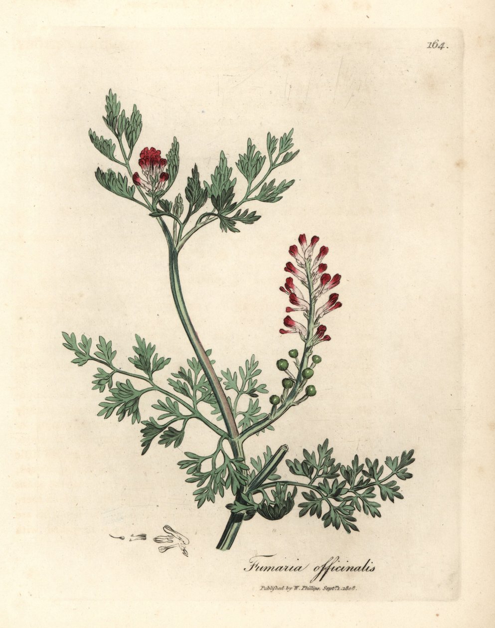 Purpurblühender Erdrauch, Fumaria officinalis von James Sowerby