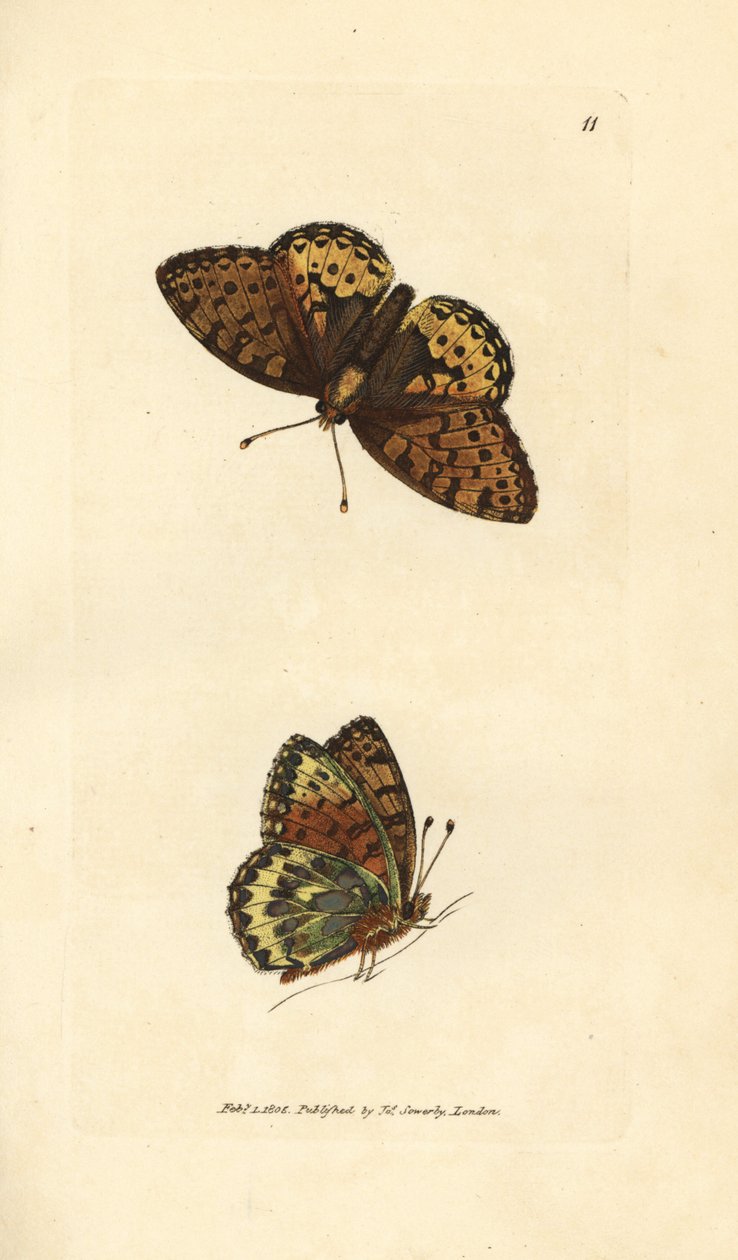 Dunkelgrüner Perlmuttfalter, Argynnis aglaia (Charlotte-Schmetterling, Papilio charlotta). Handkolorierter Kupferstich von James Sowerby aus The British Miscellany, oder Coloured figures of new, rare, or little known animal subjects. von James Sowerby