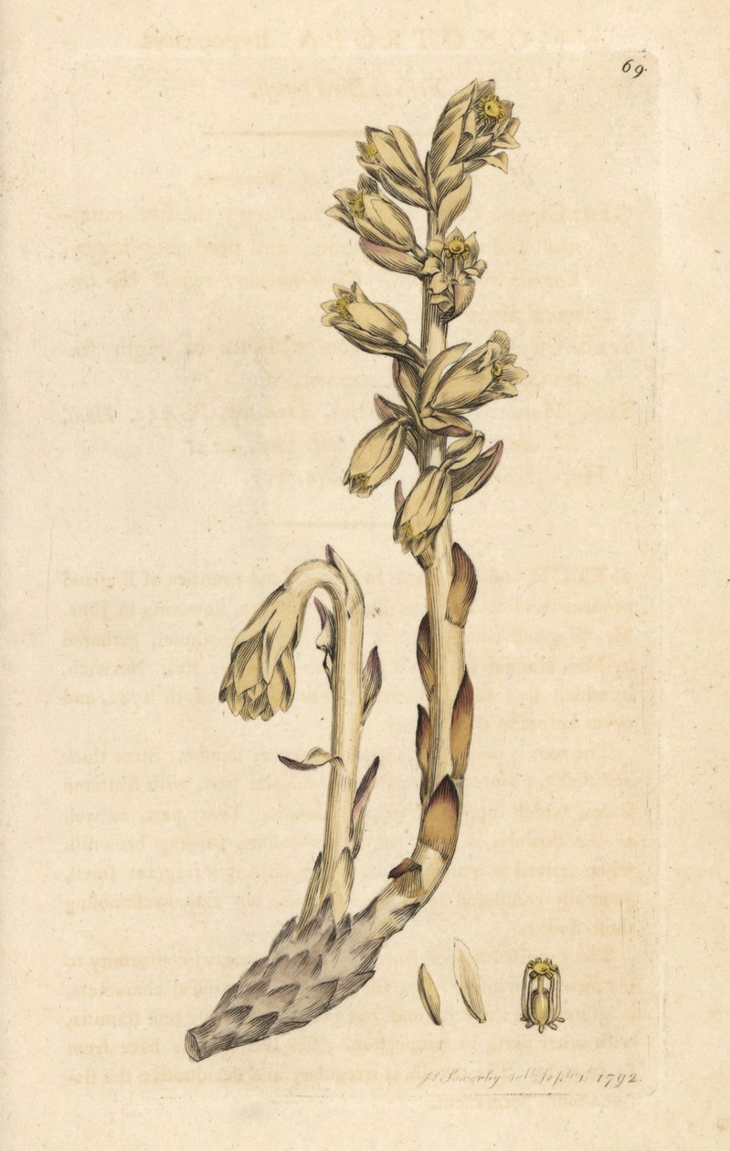 Gelbes Vogelnest, Monotropa hypopitys (Gelbes Vogelnest, Monotropa hypopithys) (Osterluzei) Handkolorierte Kupferstichgravur nach einer Illustration von James Sowerby aus James Smith