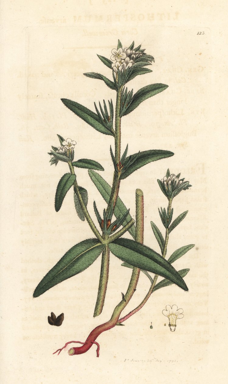 Acker-Steinsame, Buglossoides arvensis. Handkolorierter Kupferstich nach einer Illustration von James Sowerby aus James Smiths English Botany, London von James Sowerby
