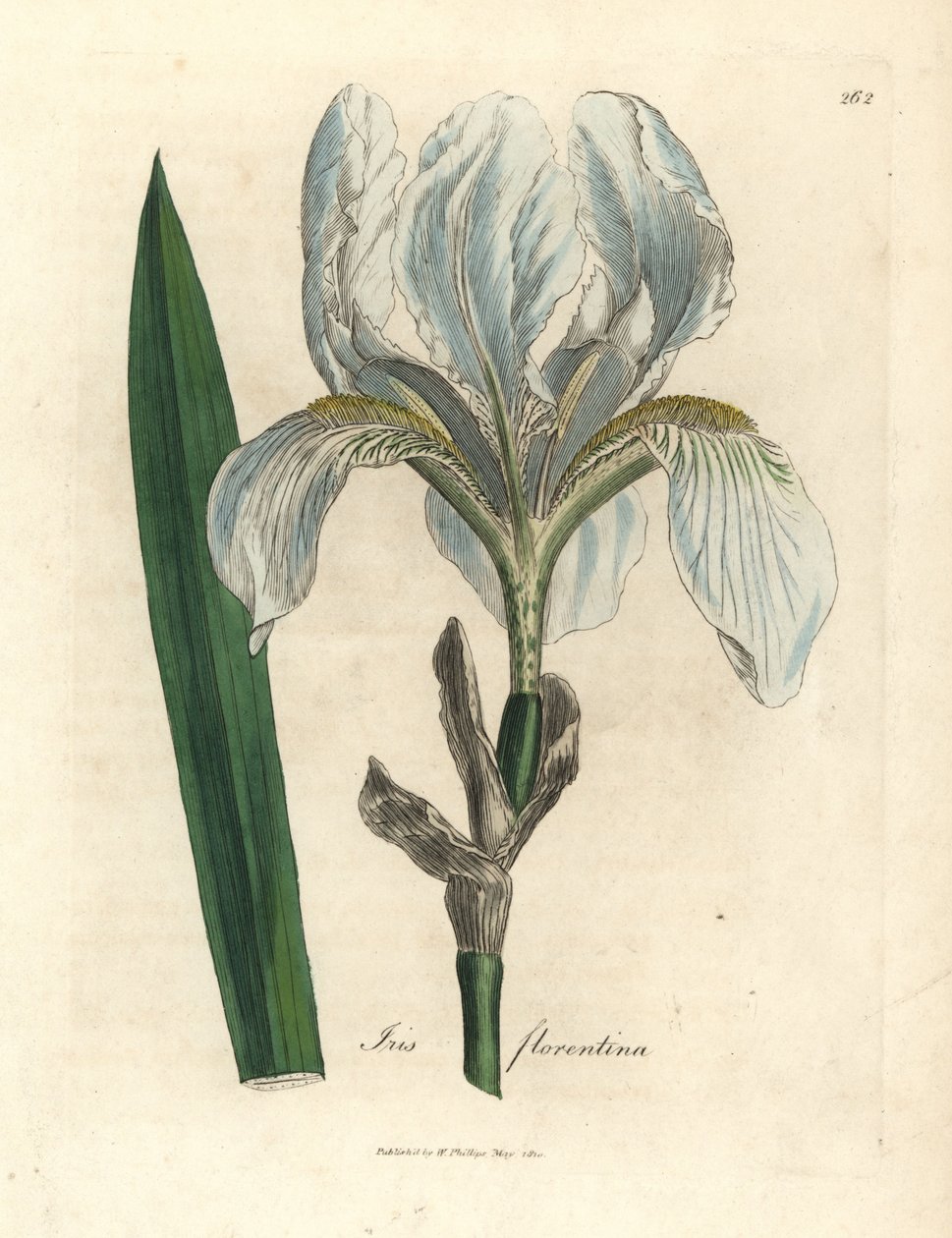 Florentiner Schwertlilie, Iris florentina von James Sowerby