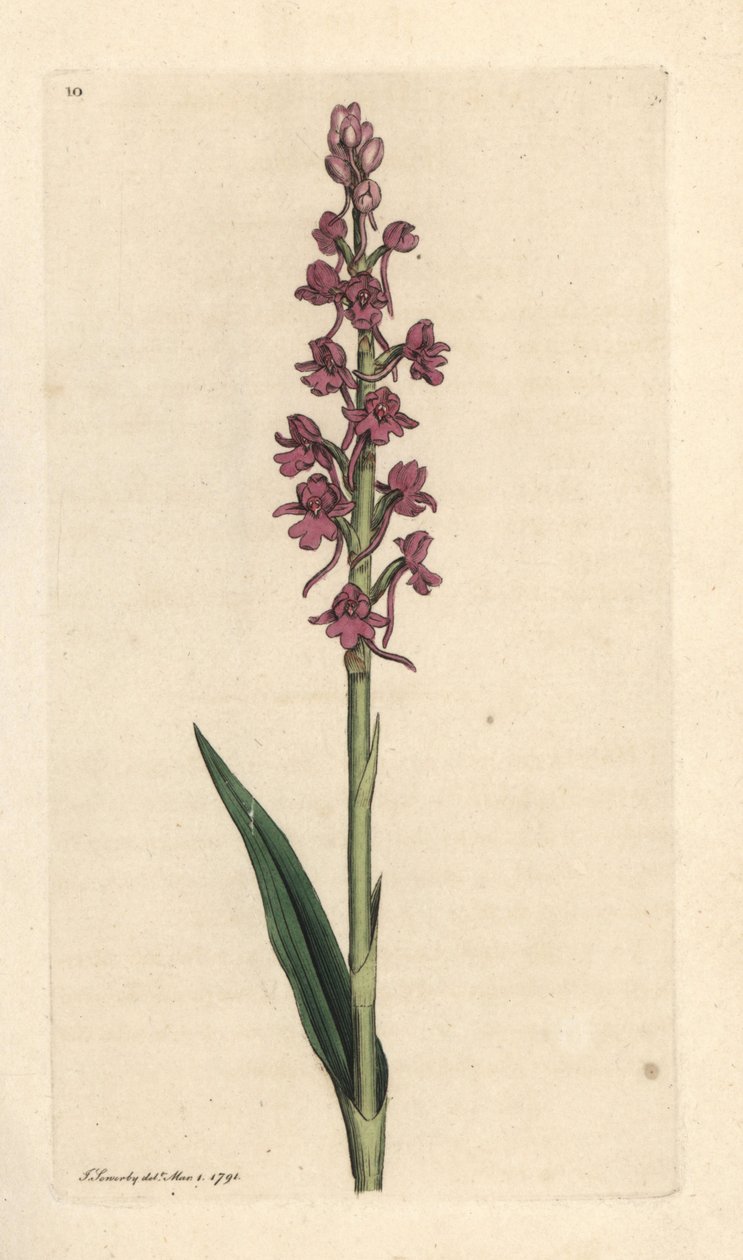 Duftende Orchidee, Gymnadenia conopsea. Handkolorierter Kupferstich nach einer Illustration von James Sowerby aus James Smiths English Botany, London von James Sowerby