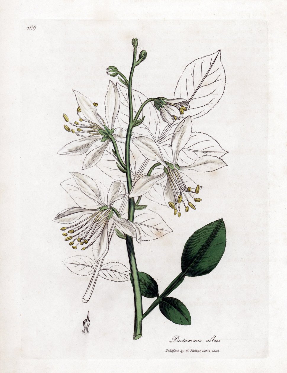 Fraxinelle - Weiße Fraxinelle oder Bastard-Diptam, Dictamnus albus. Handkolorierte Kupferstichgravur aus einer botanischen Illustration von James Sowerby aus William Woodville und Sir William Jackson Hooker