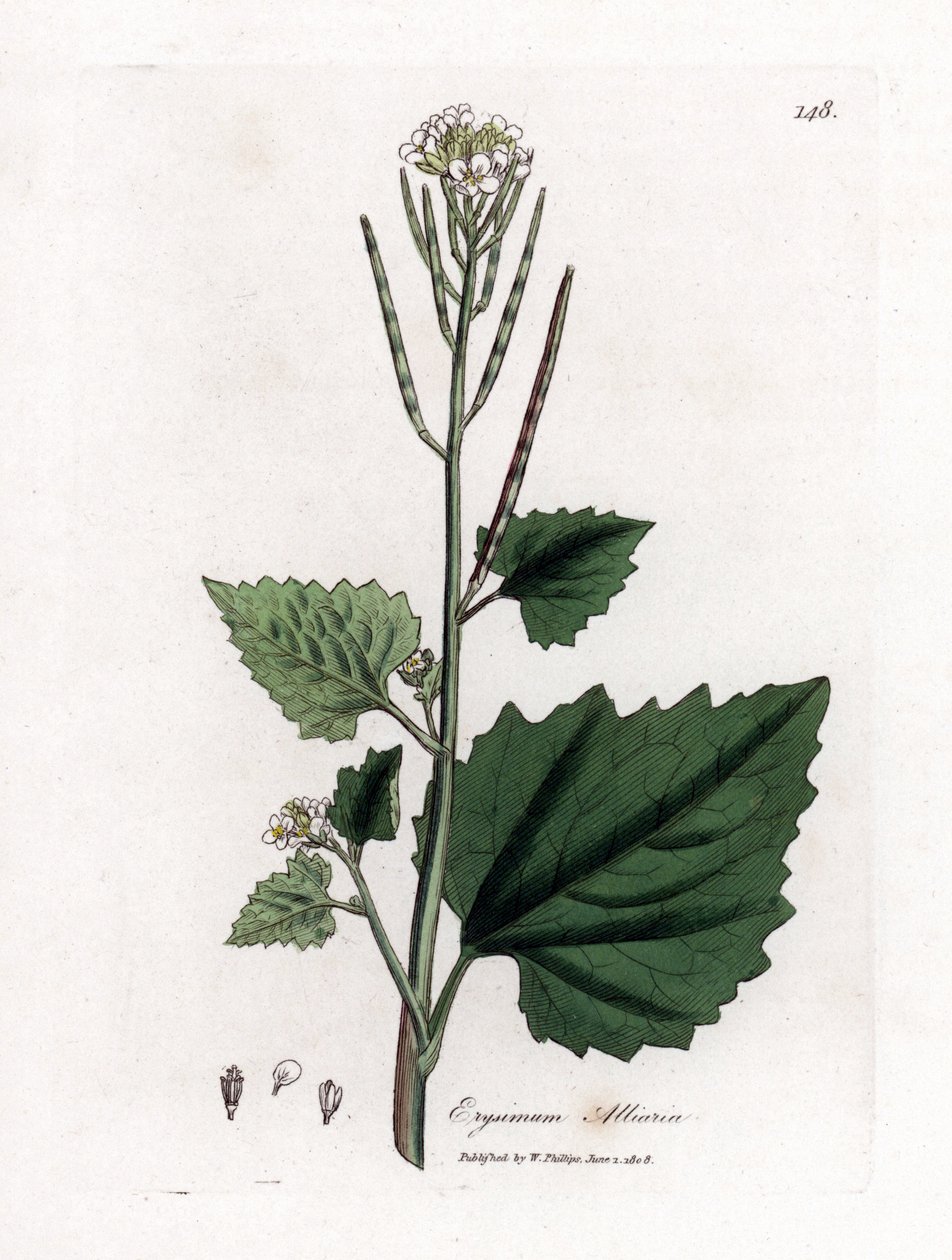 Knoblauchsrauke, Alliaria petiolata. Handkolorierte Kupferstichgravur aus einer botanischen Illustration von James Sowerby aus William Woodville und Sir William Jackson Hooker