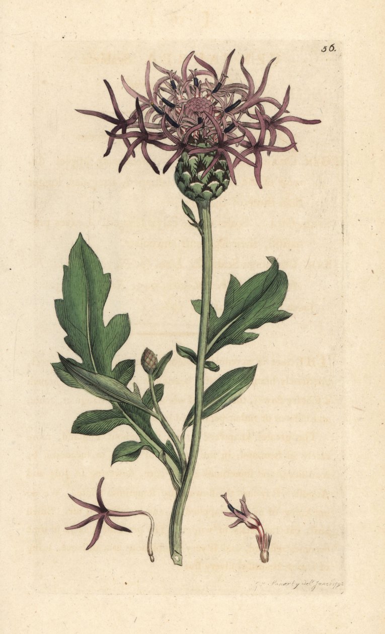 Große Flockenblume, Centaurea scabiosa von James Sowerby