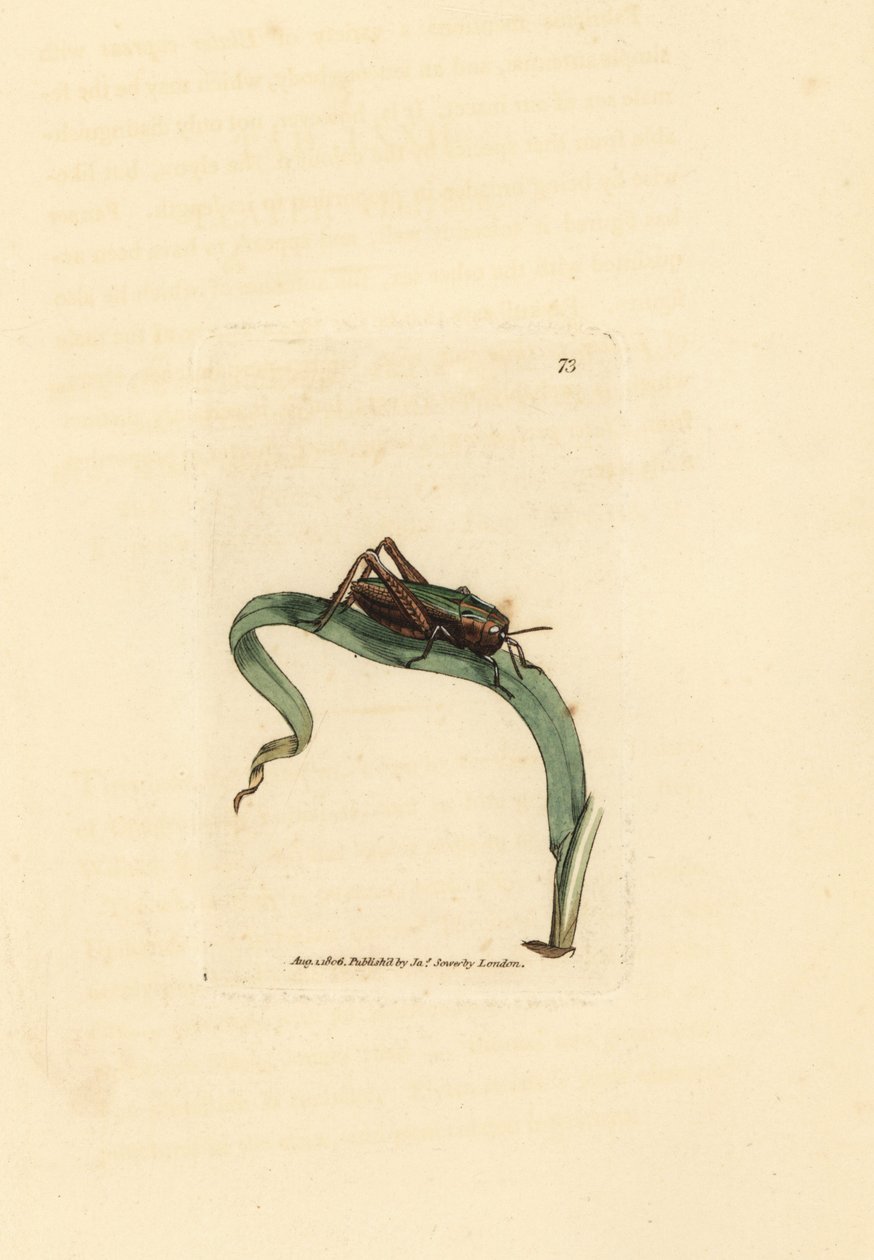 Grünes Heupferd, Omocestus viridulus von James Sowerby