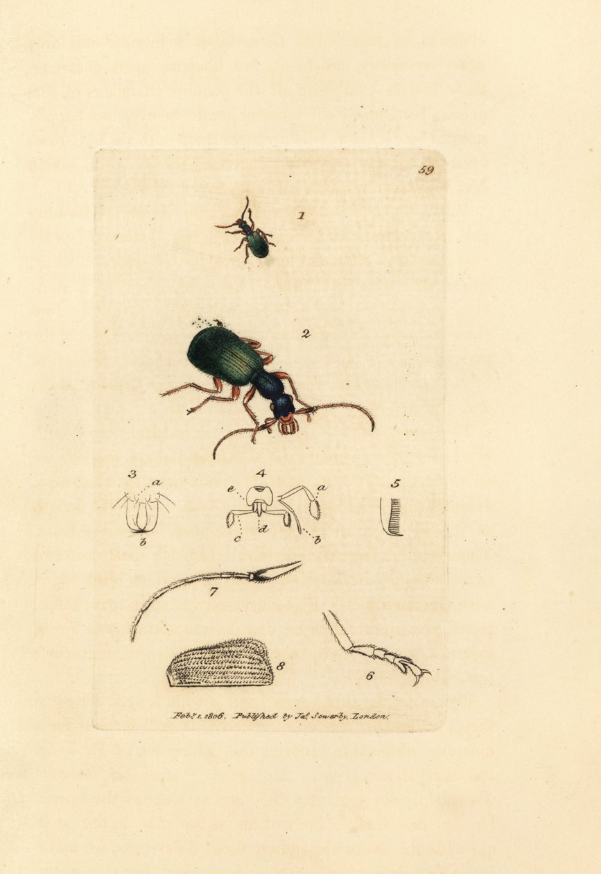Laufkäfer, Drypta dentata (Goldmundiger Carabus, Carabus chrysostomos). Handkolorierter Kupferstich von James Sowerby aus The British Miscellany, oder Coloured figures of new, rare, or little known animal subjects. von James Sowerby