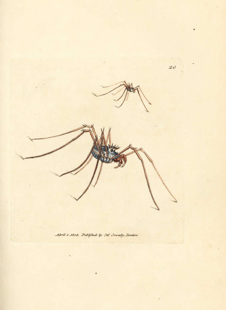 Weberknecht, Megabunus diadema. Handkolorierter Kupferstich von James Sowerby aus The British Miscellany, oder Coloured figures of new, rare, or little known animal subjects. von James Sowerby