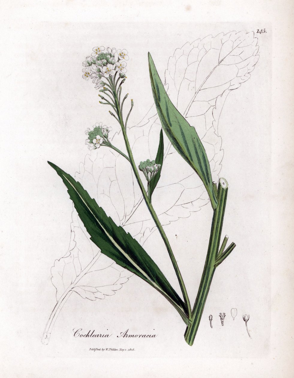 Meerrettich oder Kren - Meerrettich, Armoracia rusticana. Handkolorierte Kupferstichgravur aus einer botanischen Illustration von James Sowerby aus William Woodville und Sir William Jackson Hooker