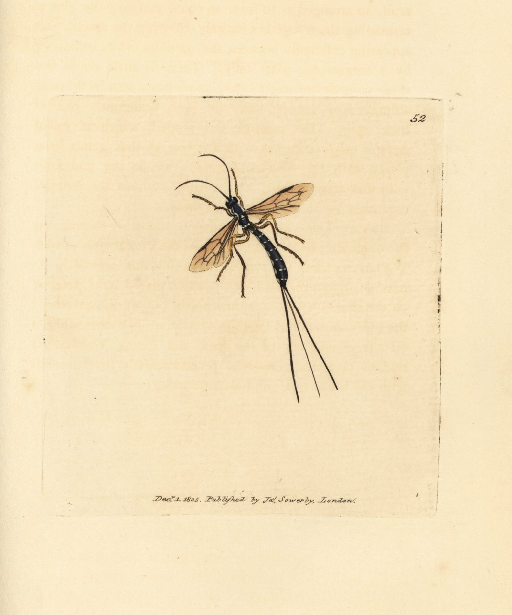 Schlupfwespe, Rhyssa persuasoria (Ichneumon persuasorius). Handkolorierter Kupferstich von James Sowerby aus The British Miscellany, oder Coloured figures of new, rare, or little known animal subjects. von James Sowerby