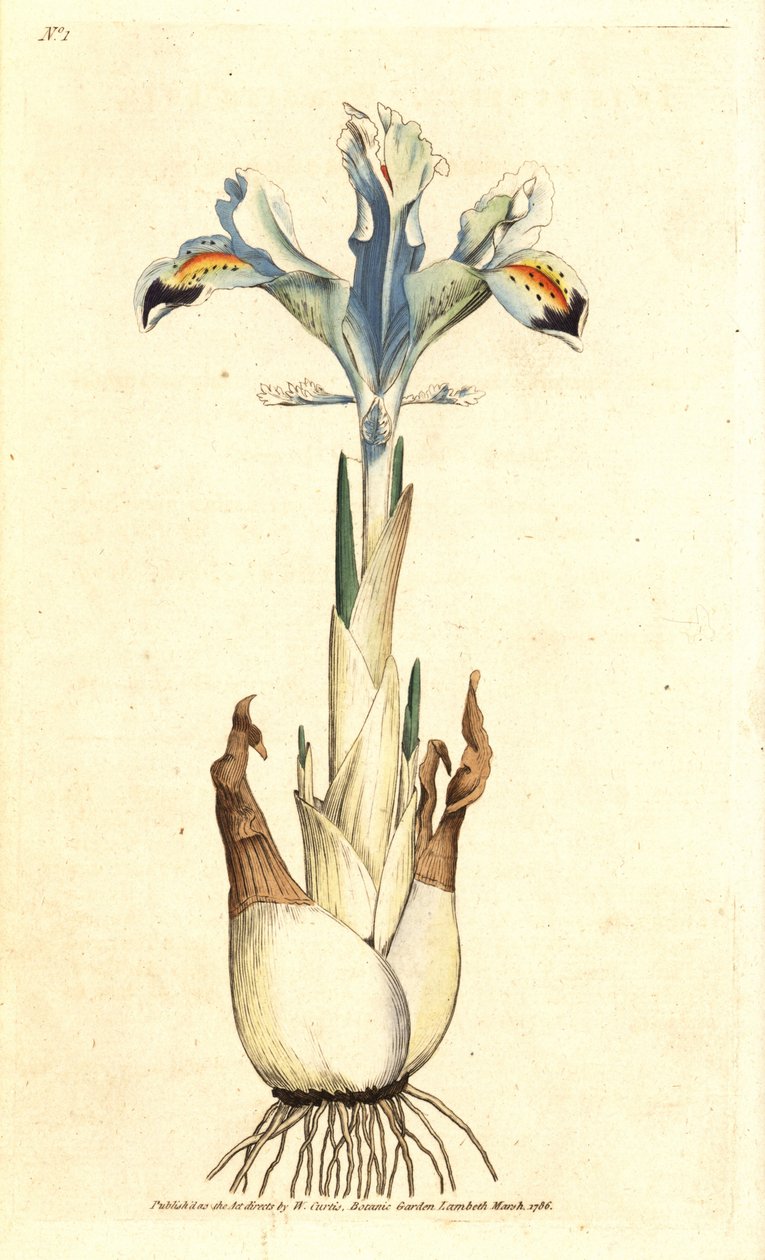 Iris (Persische Rose) - Persische Iris, Iris persica. Handkolorierte Kupferstichgravur nach einer botanischen Illustration von James Sowerby aus William Curtis