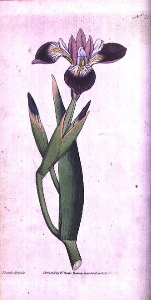 Iris vericolour, Tafel 21 aus William Curtis