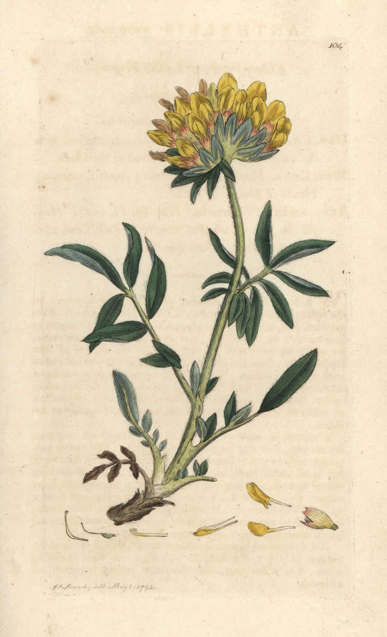 Wundklee, Anthyllis vulneraria. Handkolorierter Kupferstich nach einer Illustration von James Sowerby aus James Smiths English Botany, London von James Sowerby