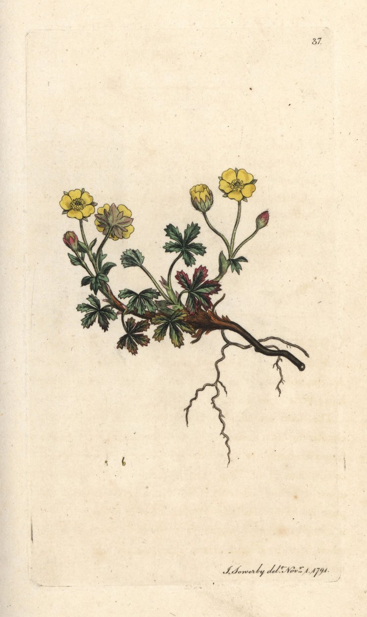 Großblütige Fingerkraut, Potentilla grandiflora. Handkolorierter Kupferstich nach einer Illustration von James Sowerby aus James Smiths English Botany, London von James Sowerby