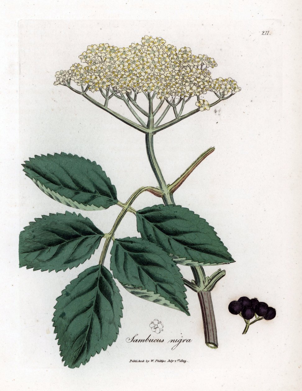 Großer Holunder oder Schwarzer Holunder - Gemeiner Schwarzer Holunder, Sambucus nigra. Handkolorierte Kupferstichgravur aus einer botanischen Illustration von James Sowerby aus William Woodville und Sir William Jackson Hooker