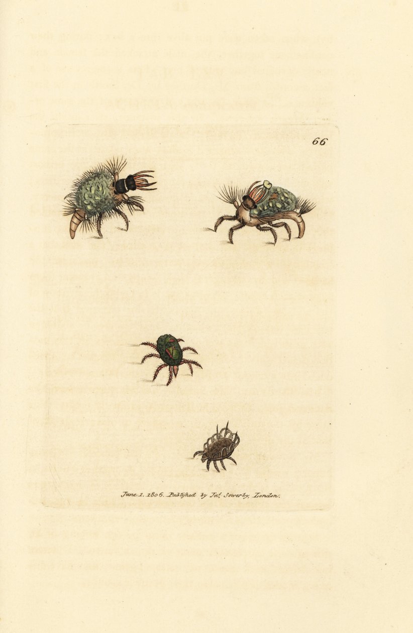 Larve des Hemerobius (Florfliege) bekleidet mit Flechte, mit Milbe, Acarus amictus und kleiner Korbmilbe, Acarus corbicula. Handkolorierter Kupferstich von James Sowerby aus The British Miscellany, or Coloured figures of new, rare, or little known animal s von James Sowerby
