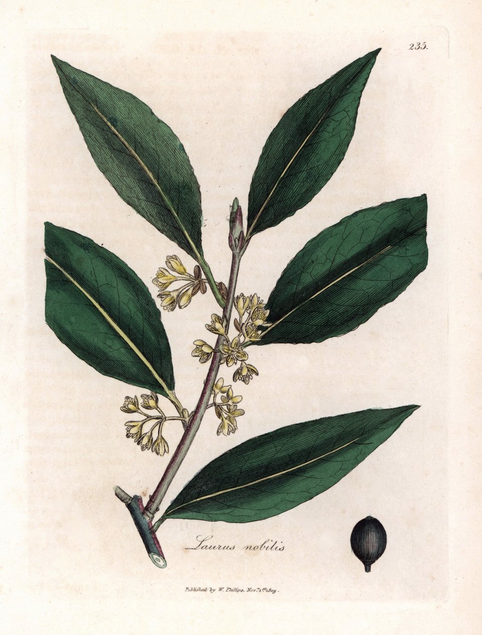 Lorbeer. Handkolorierte Kupferstichgravur nach einer Zeichnung von James Sowerby (1757-1822) in Botanique Medicinale von James Sowerby