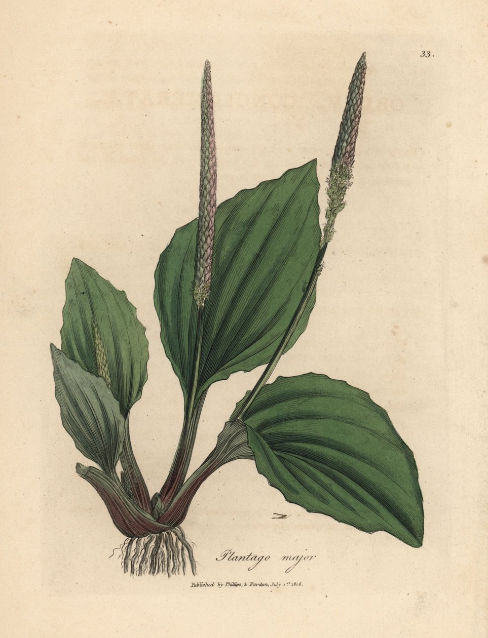 Blätter und Blüten des Spitzwegerichs, Plantago major von James Sowerby