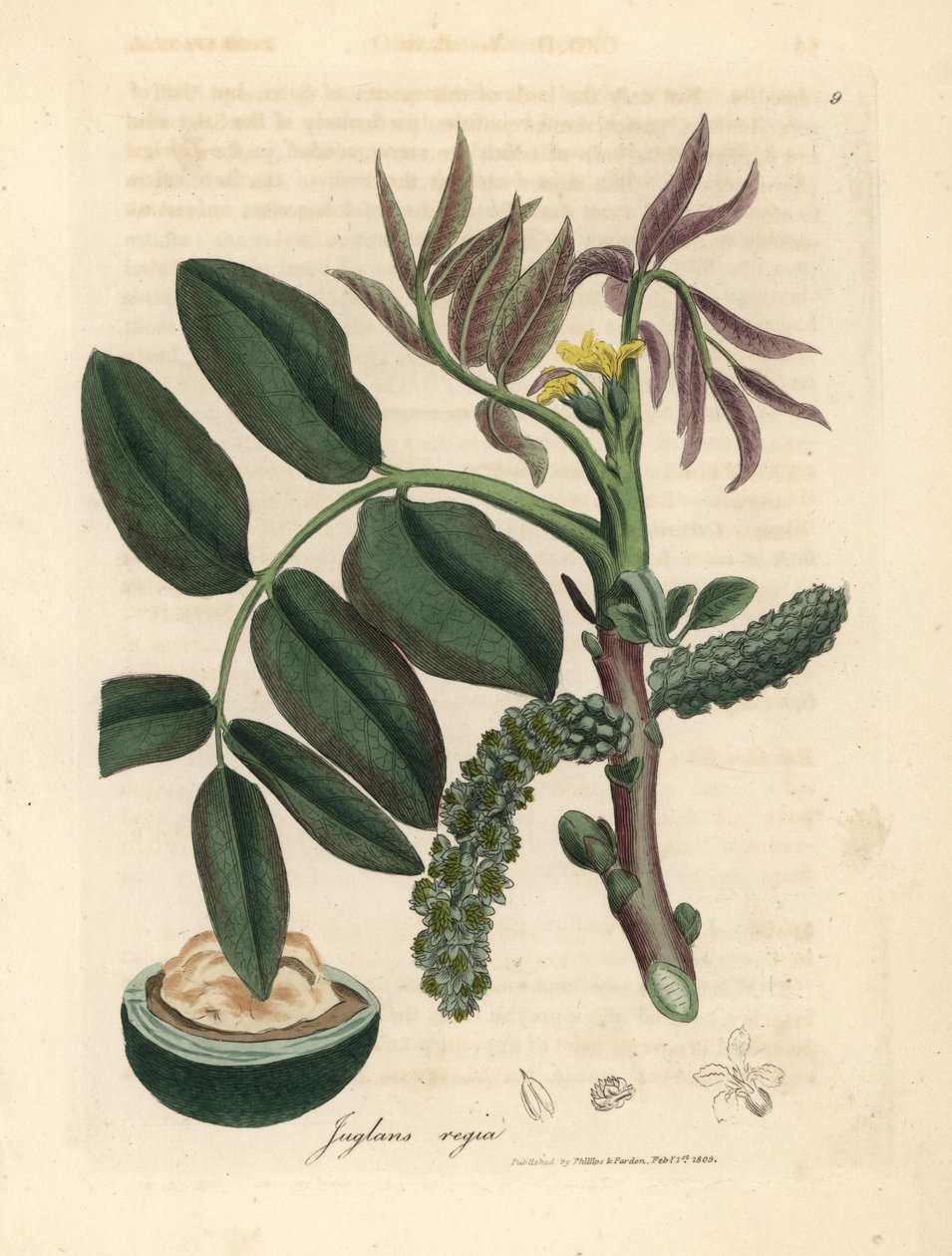 Blätter, gelbe Blüte und Nuss des Walnussbaums, Juglans regia von James Sowerby