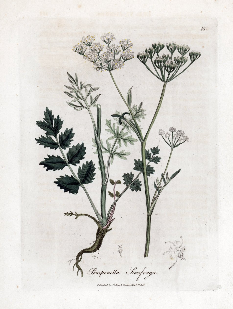 Locage Saxifrage - Burnet Saxifrage, Pimpinella saxifraga. Handkolorierte Kupferstichgravur von James Sowerby aus William Woodville und Sir William Jackson Hooker