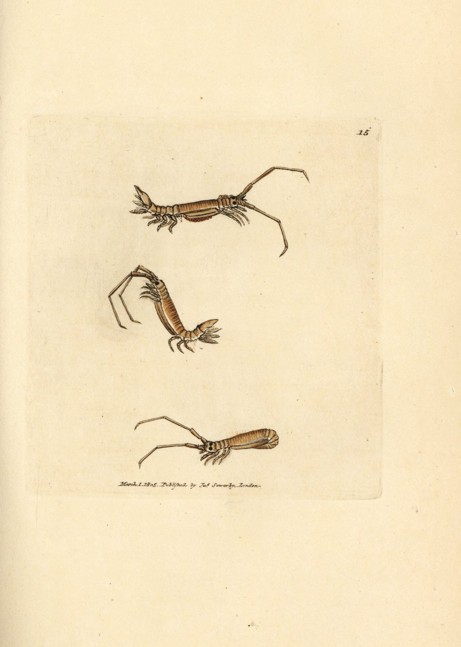 Langhorn-Assel, Astacilla longicornis von James Sowerby