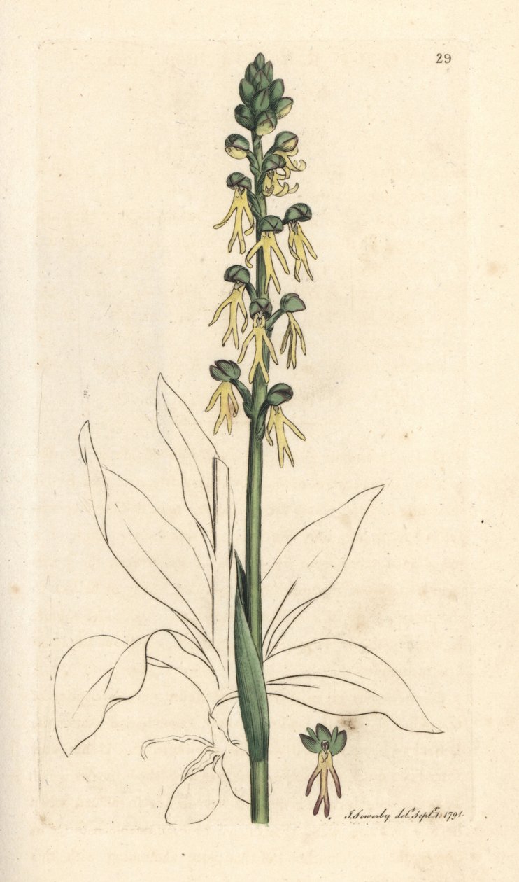 Männliche Orchidee, Orchis anthropophora. Handkolorierter Kupferstich nach einer Illustration von James Sowerby aus James Smiths English Botany, London von James Sowerby