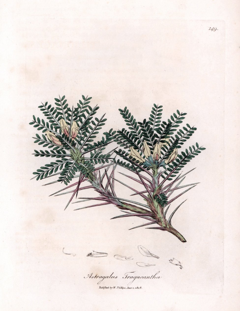 Marseille-Astragalus oder Mutterkissen - Ziegenhorn-Tragant, Astragalus tragacantha. Handkolorierte Kupferstich-Illustration von James Sowerby aus William Woodville und Sir William Jackson Hookers „Medical Botany“, John Bohn, London von James Sowerby