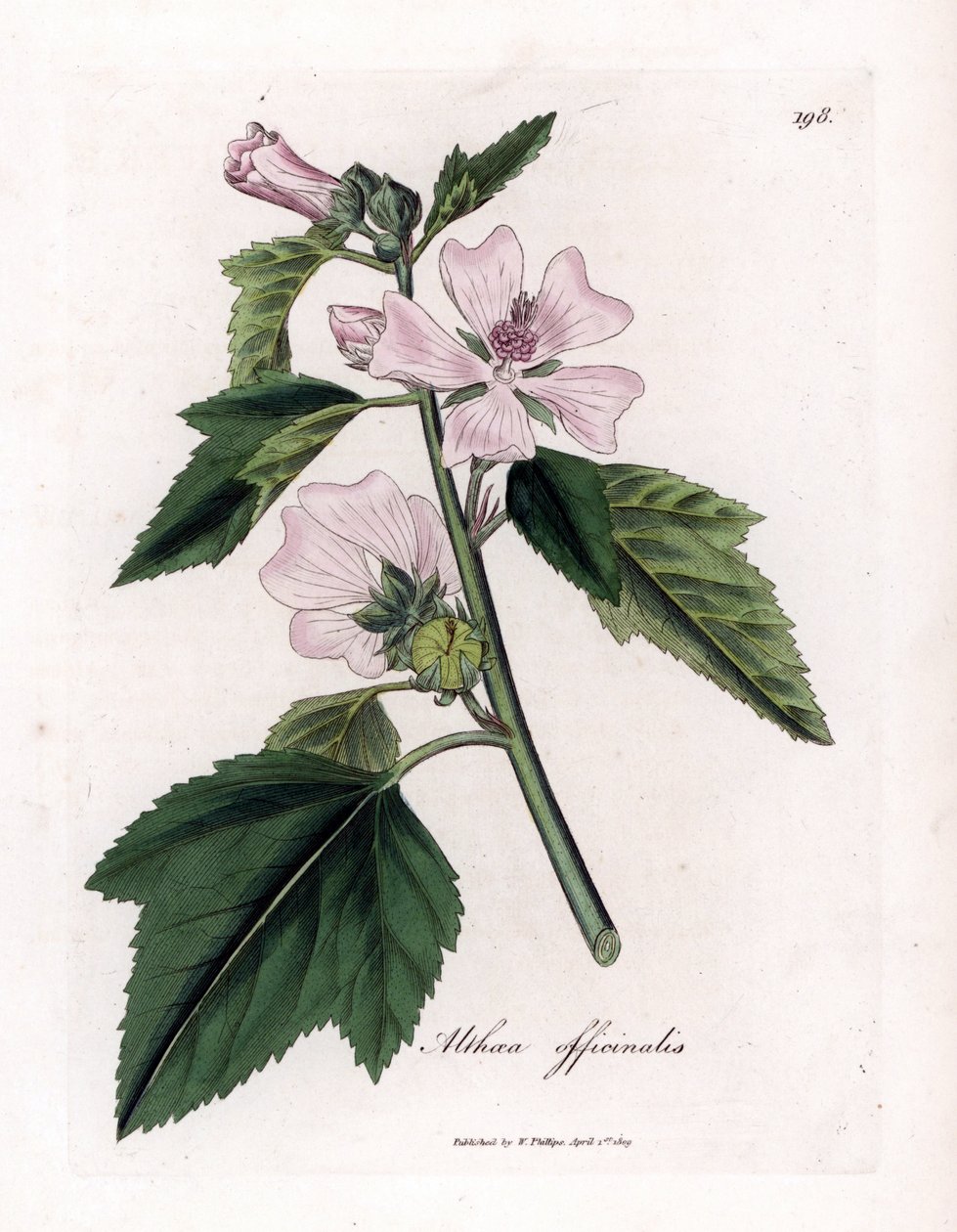 Eibisch, Althaea officinalis von James Sowerby