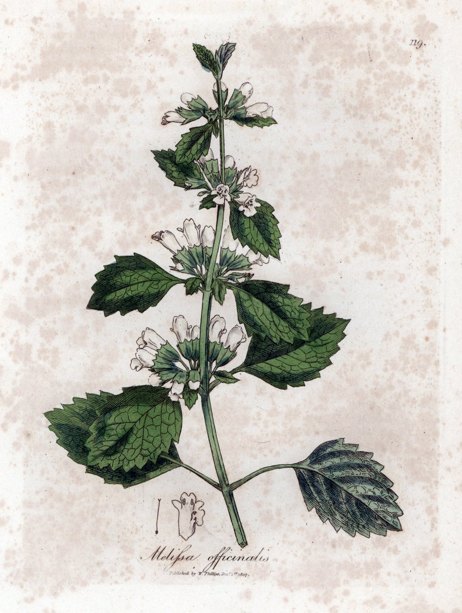 Zitronenmelisse oder Melisse - Zitronenmelisse, Melissa officinalis. Handkolorierte Kupferstichgravur aus einer botanischen Illustration von James Sowerby aus William Woodville und Sir William Jackson Hooker