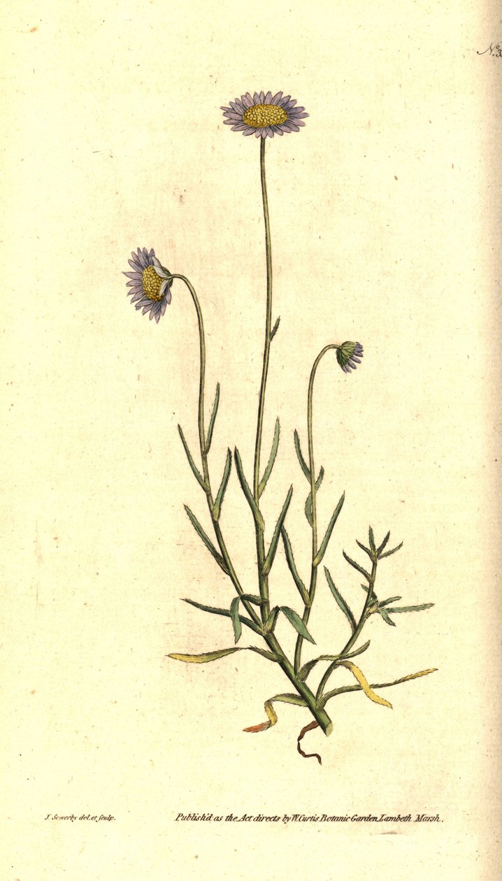 Mignonette-Aster - Felicia tenella. Handkolorierter Kupferstich und botanische Illustration von James Sowerby aus William Curtis