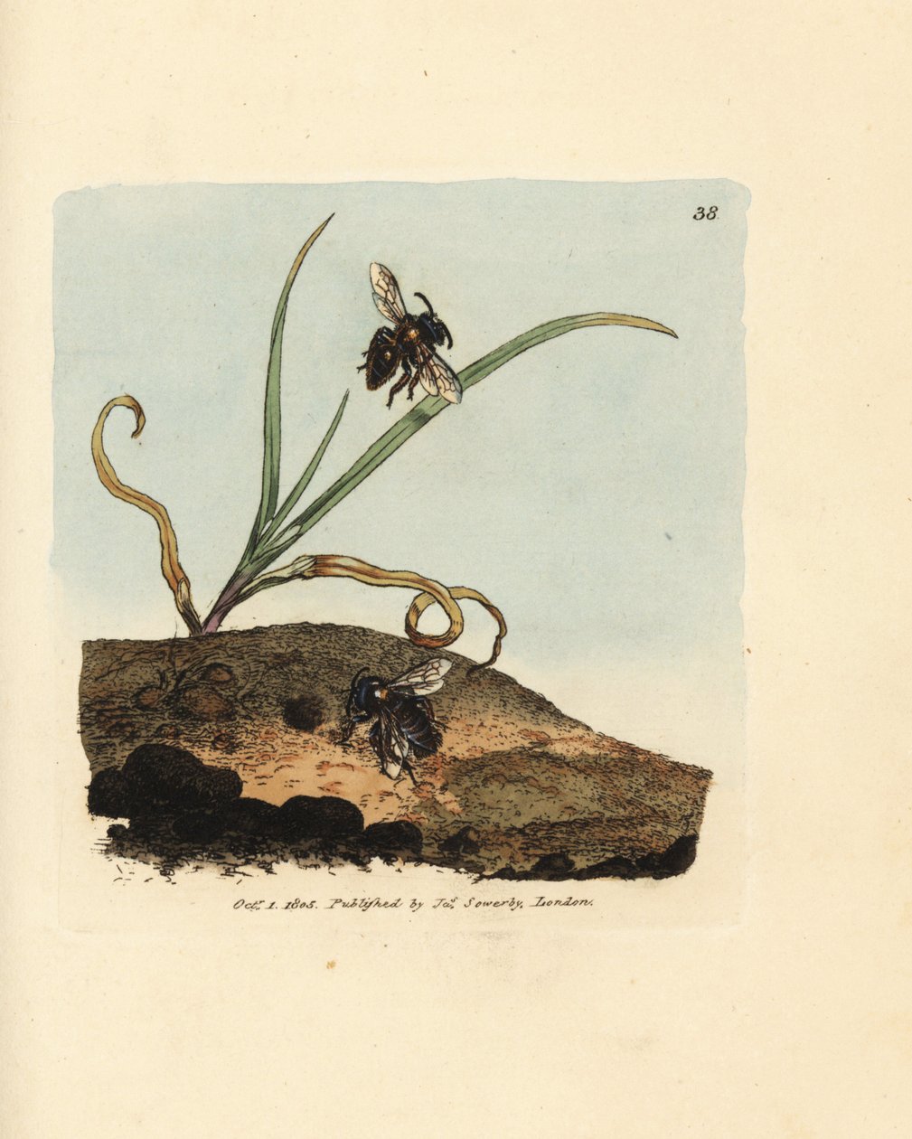 Sandbiene, Andrena nigroaenea von James Sowerby