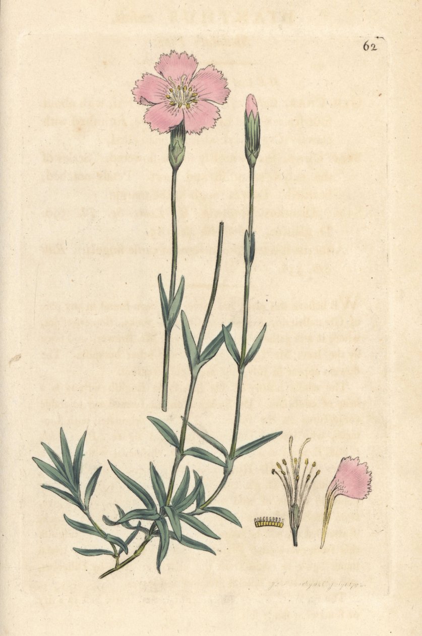 Berg-Nelke, Dianthus caesius. Handkolorierter Kupferstich nach einer Illustration von James Sowerby aus James Smiths English Botany, London von James Sowerby