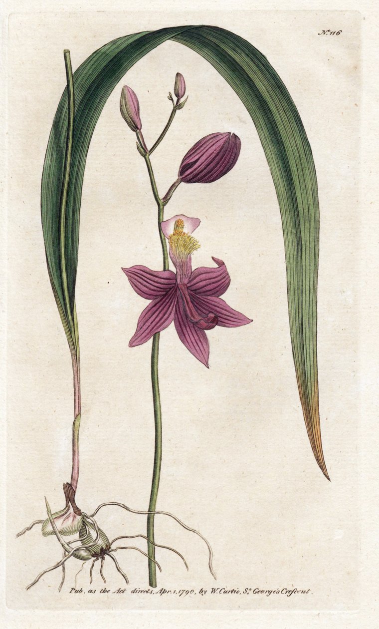 Orchidee: Calopogon tuberosus - Lithographie von James Sowerby (1757-1822), aus William Curtis