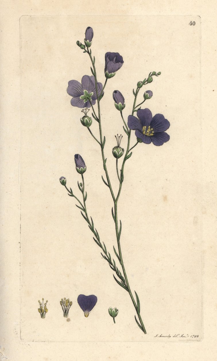 Ausdauernder Lein, Linum perenne. Handkolorierter Kupferstich nach einer Illustration von James Sowerby aus James Smiths English Botany, London von James Sowerby