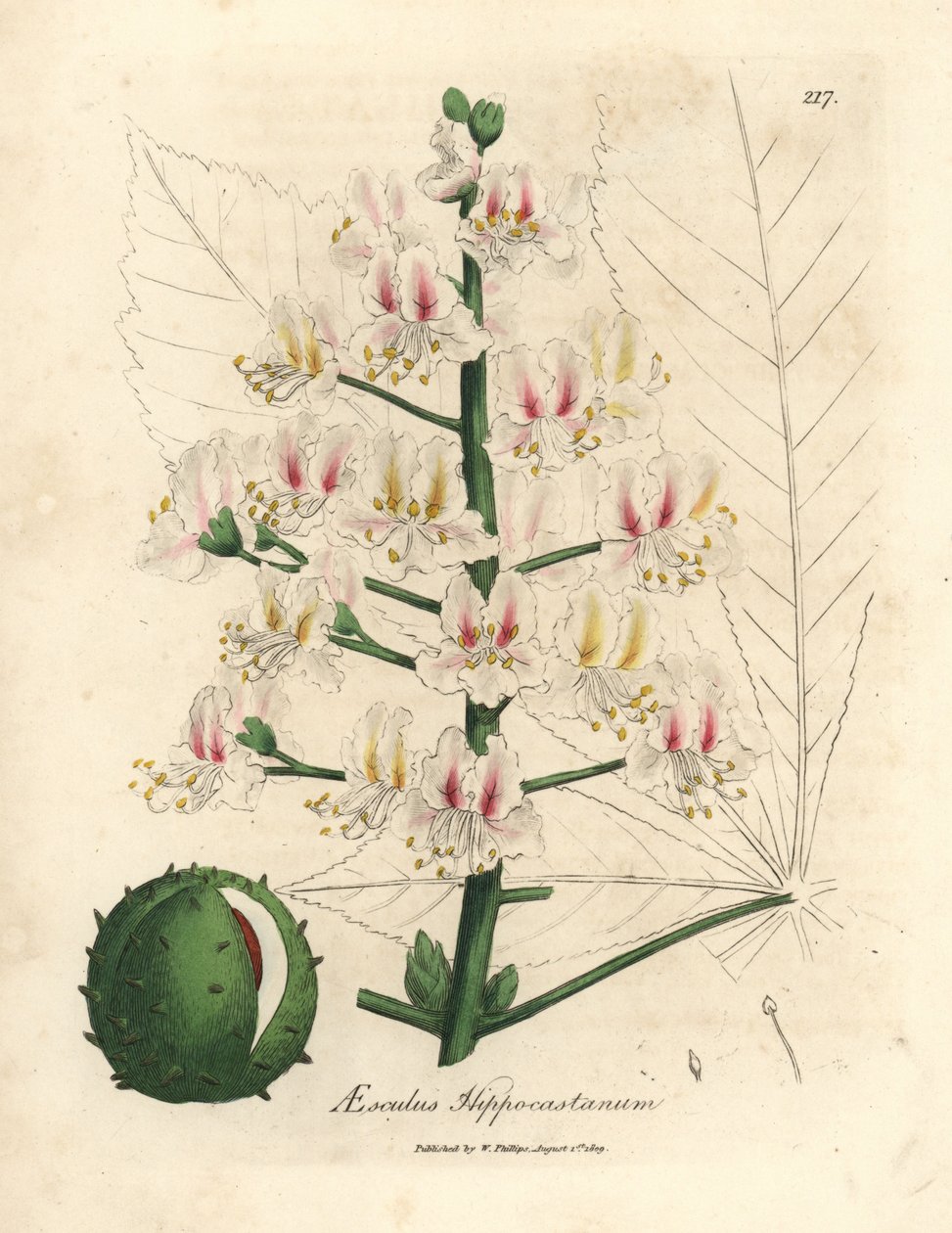 Rosa Blüte und Frucht der Rosskastanie, Aesculus hippocastanum von James Sowerby