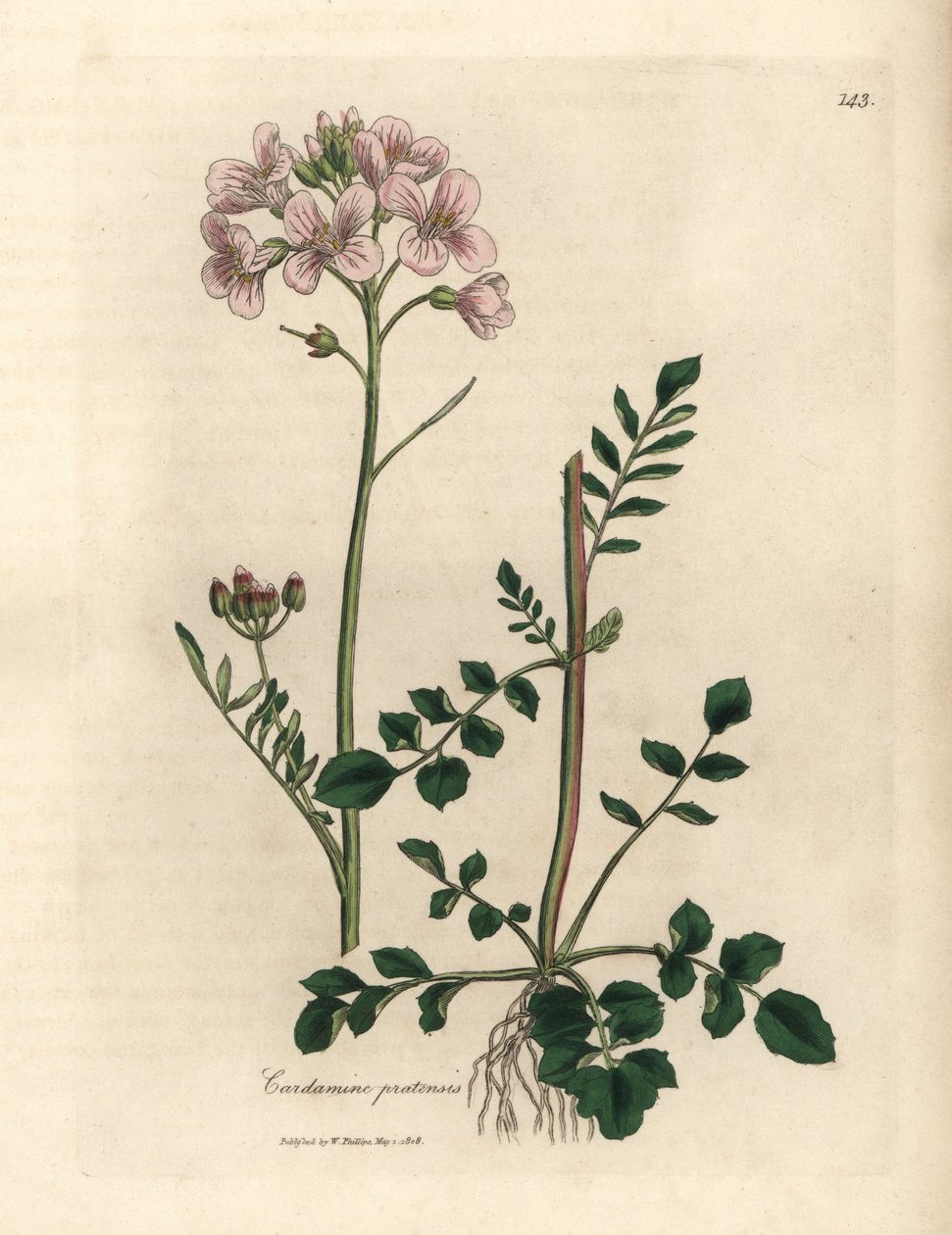 Rosa blühendes Wiesenschaumkraut, Cardamine pratensis von James Sowerby
